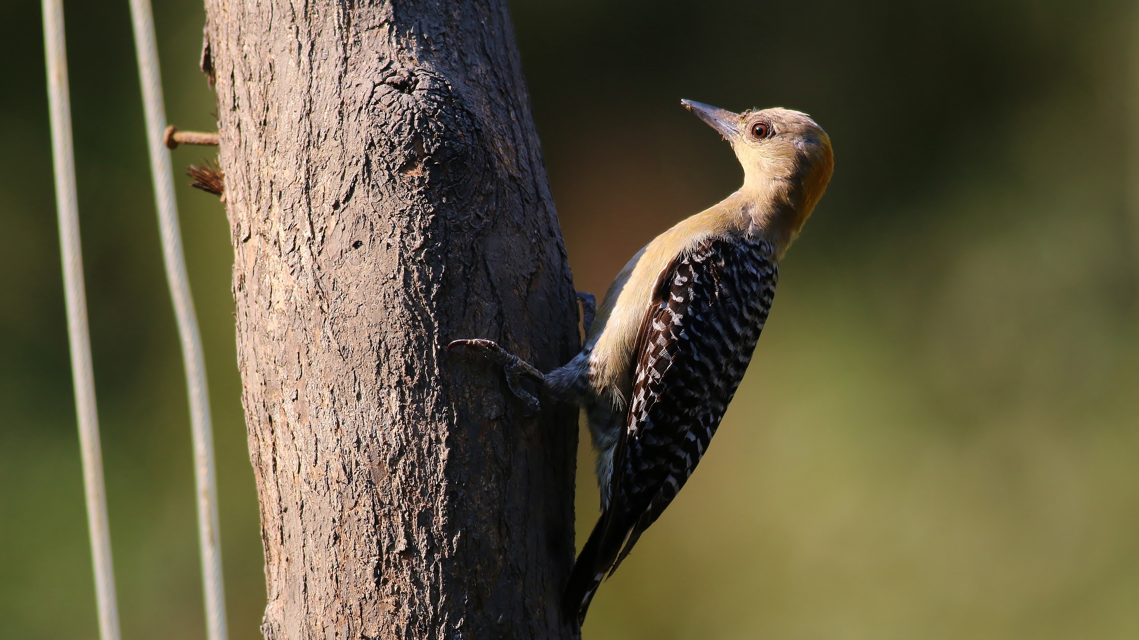 Hoffmann's Woodpecker